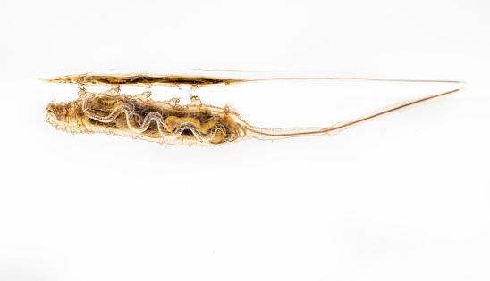 Rat tailed maggot photographed in a studio