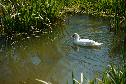 A beautiful view of a white goose floating in the lake