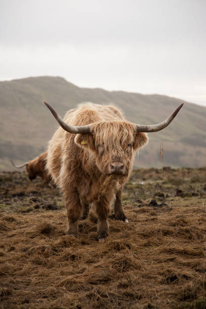 istock Vertical shot of a brown Scottish highland cattle 1440985135