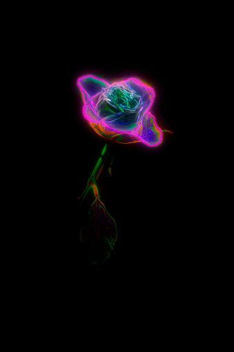 A rose studio photography, processed as neon art work