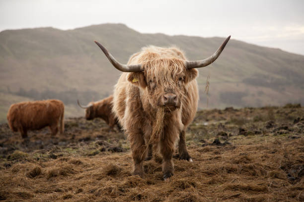 istock Selective focus shot of a brown Scottish highland cattle 1440985157