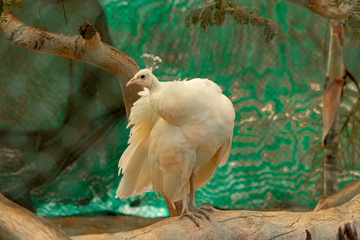 A soft focus of a white peafowl at a zoo