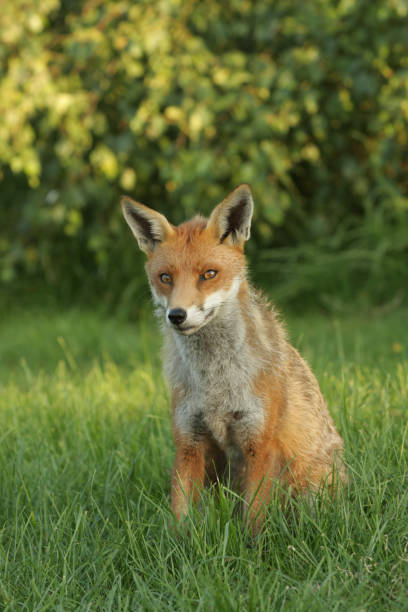 istock Selective focus shot of a red fox cub standing in a grass 1440985241