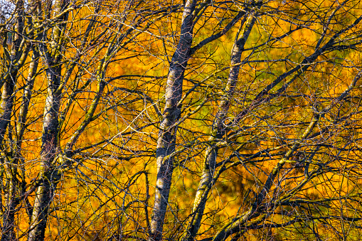 Naked tree with vibrant autumn colored background
