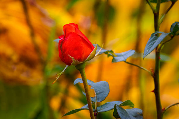 로즈 - autumn backdrop beautiful flower head 뉴스 사진 이미지