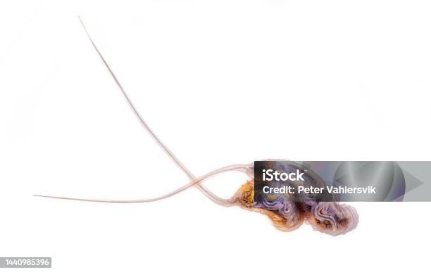 Rat Tailed Maggot Stock Photo - Download Image Now - Hoverfly, Larva, Animal