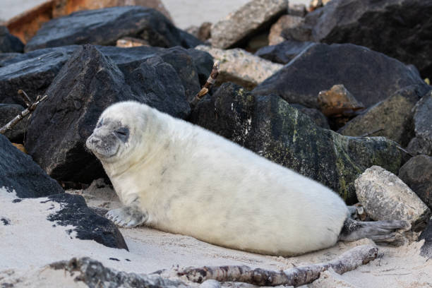 istock Gray seal cub on Heligoland 1440985428