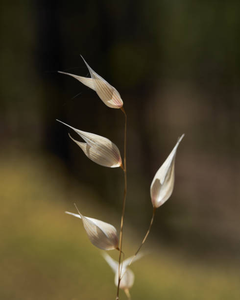 Vertical shot of common wild oat A vertical shot of common wild oat avena fatua stock pictures, royalty-free photos & images