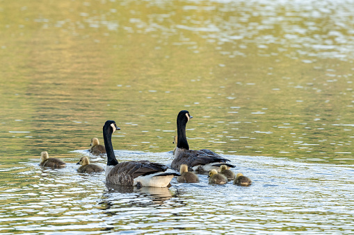 A closeup shot of a ducks family on the lake