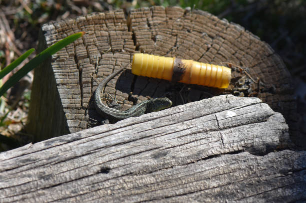 istock Closeup shot of a lizard on the tree stump 1440985618