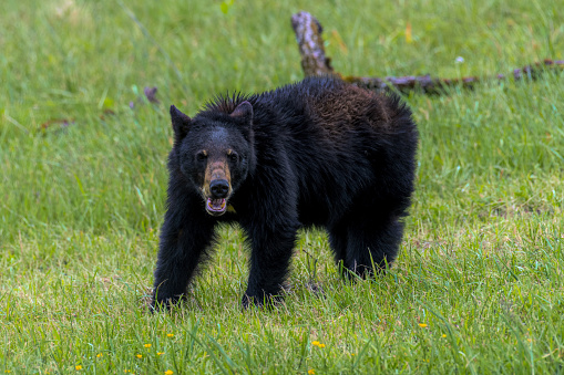 A black bear walking in a green meadow