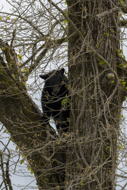 istock Black bear on a tree trunk in the woods 1440985684