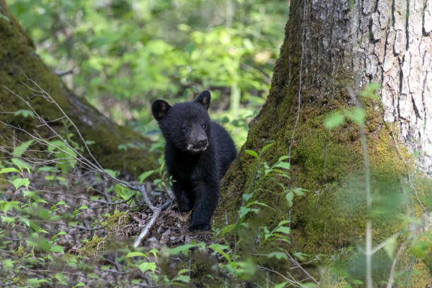 istock Black bear cub in the woods 1440985692