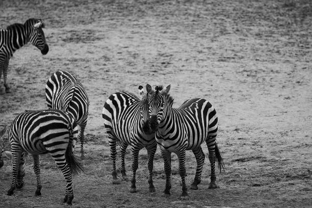 istock Grayscale shot of zebra in the field 1440985694