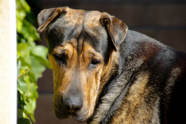 istock Closeup shot of a cute dog 1440985910