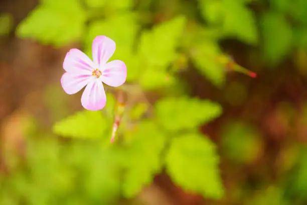 A closeup shot of a herb-Robert with blurred background