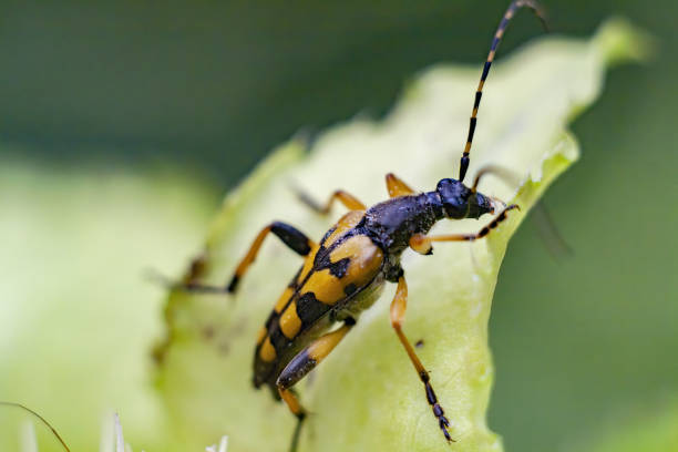 istock Macro of Rutpela maculata (spotted longhorn) on leaf 1440986162