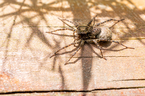 Garden Spider in its web.