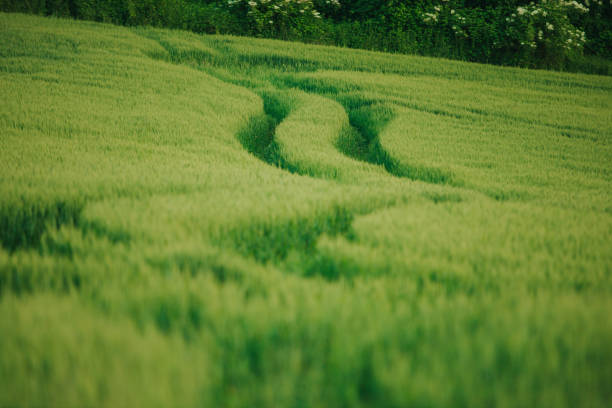 The beautiful wallpaper of footpath through green field