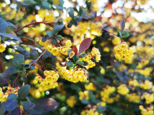 istock Selective focus shot of a barberry shrub 1440986976