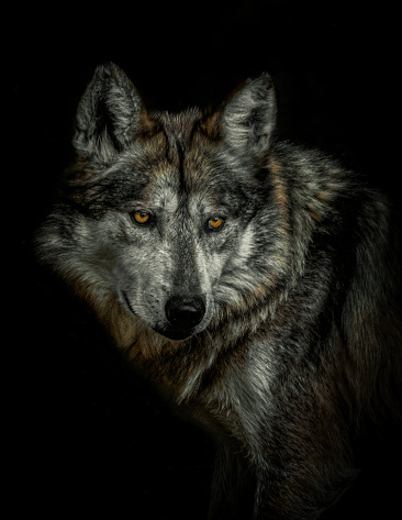 A vertical shot of a wolf with yellow eyes isolated on a black background