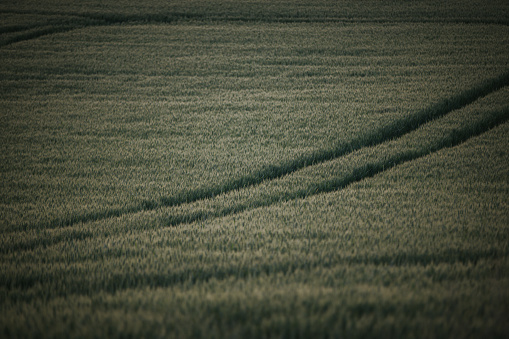 A selective focus shot of a cereal grain field