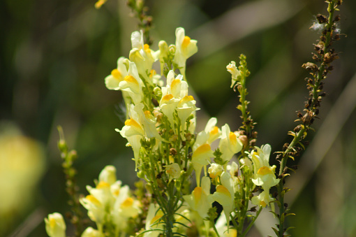Close-up of common toadflax flowers with selective focus on foreground