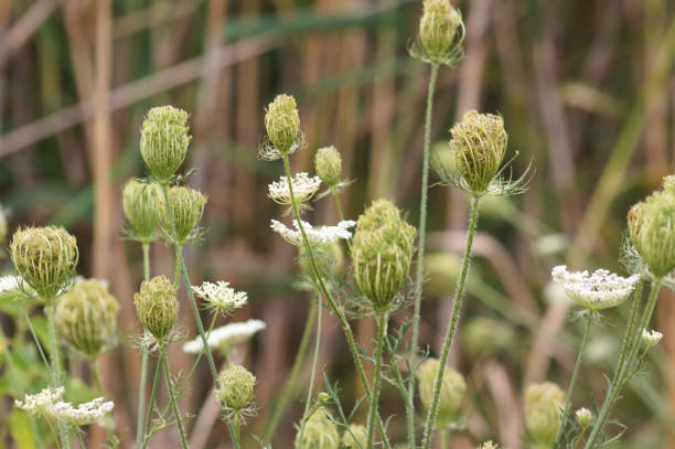 istock Closeup of wild carrot buds with selective focus on foreground 1440987205