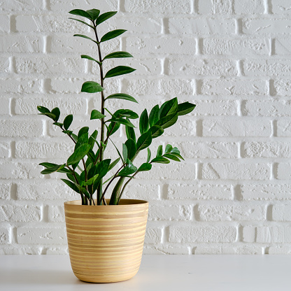 Houseplant Zamioculcas in a flower pot against a white brick wall. Home plant on white table, closeup