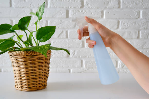 les mains des femmes pulvérisent une plante d’intérieur epipremnum à partir d’un pulvérisateur, gros plan - pouring growth can water photos et images de collection