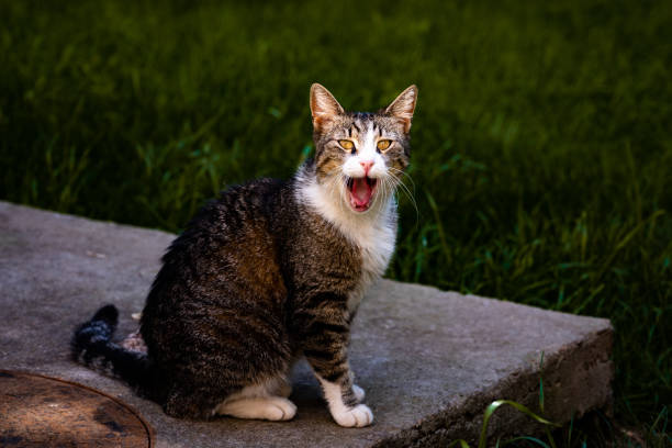 istock Cute cat with yellow eyes yawning 1440987364