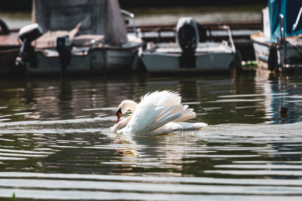 istock Swan preparing for flight on a lake 1440987367