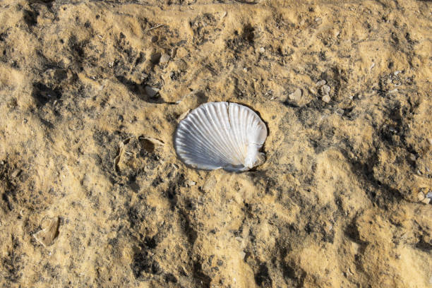 Marine organism fossil