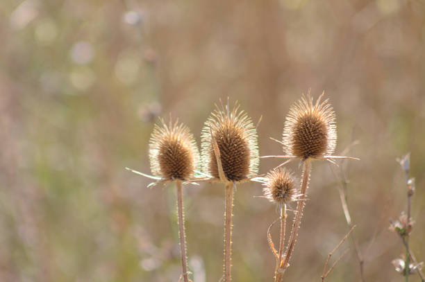 istock Closeup of brown cutleaf teasel seeds with blurred background 1440987444