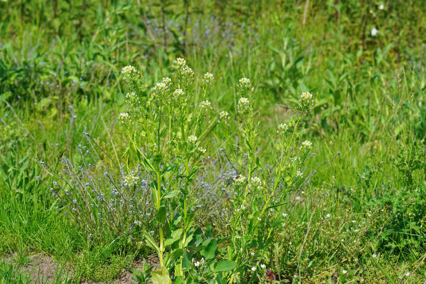 Closeup of stinkweed or bastard cress, Thlaspi arvense in a meadow A closeup o stinkweed or bastard cress, Thlaspi arvense in a meadow thlaspi arvense stock pictures, royalty-free photos & images
