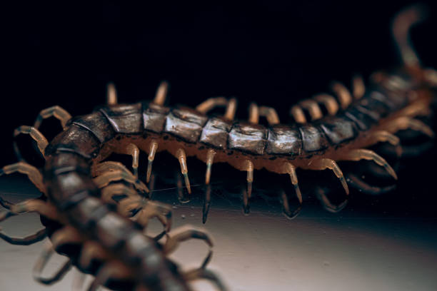 Lithobius forficatus Brown Centipede. Digitally Enhanced Photograph.