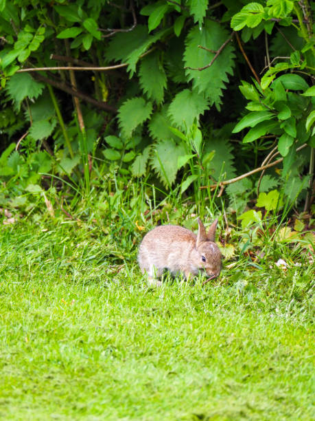 istock Vertical shot of a cute brown rabbit outdoors during daylight 1440987908