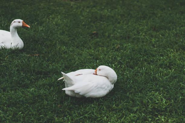 istock Closeup shot of white ducks on a green grass 1440987914