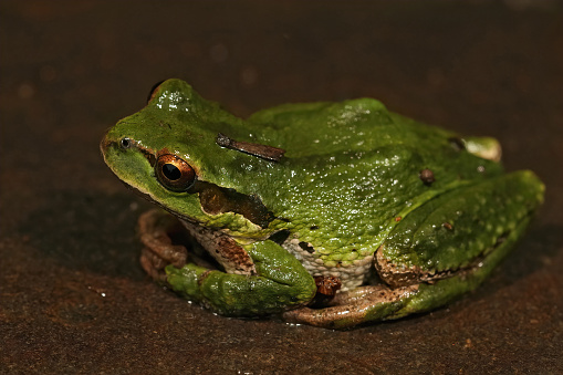 A closeup shot on a green Pacific treefrog, Pseudacris regilla on a dark stone