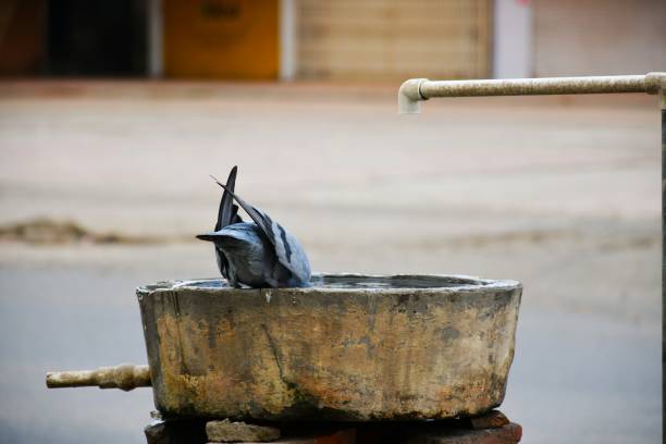 A pigeon perched on a wooden sink with a spigot