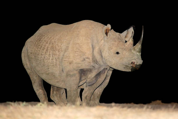 istock Black rhinoceros at night 1440988362