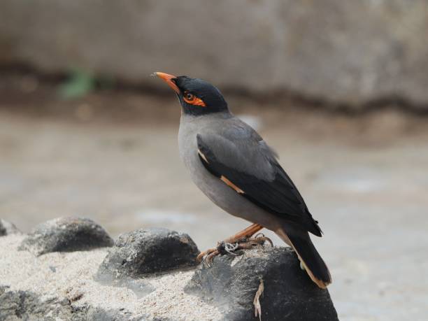 istock Closeup shot of a common myna bird perched on a concrete surface 1440988373
