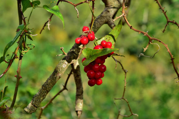 istock Fresh wild red berries growing on a wild tree. 1440988392
