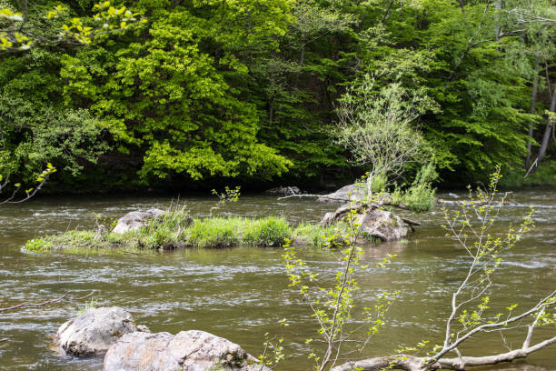 istock Beautiful view of a river filled with rocks in a forest 1440988399