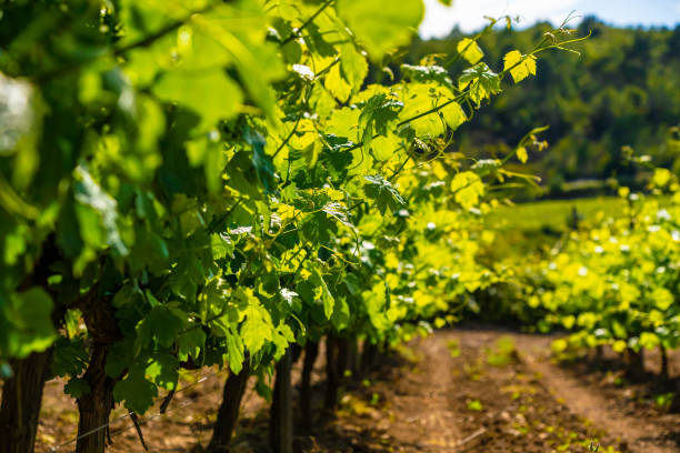 istock Row of vineyard landscape on the field under sunlight 1440988543