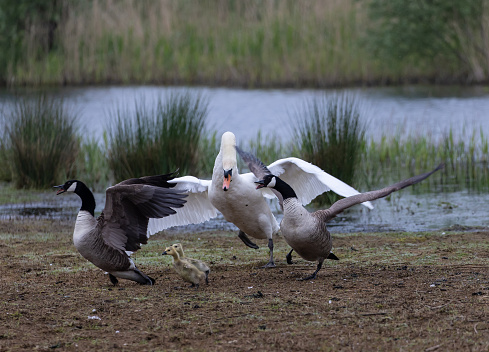 A huge angry white swan chasing away a family of Canada geese intruding on its lake in the marshland
