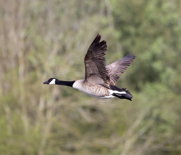 istock Selective focus shot of a Canada goose flying in nature 1440988618