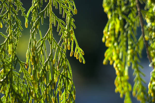 A selective focus shot of a pine tree leaves under the sunlight