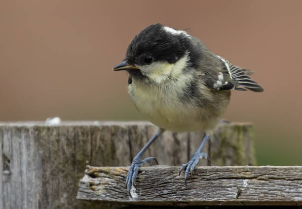 closeup of a black-capped chickadee with a yellow belly standing on a wooden fence outside - bird chickadee animal fence imagens e fotografias de stock