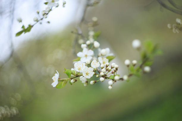 istock Selective focus shot of a tree branch with small white flowers 1440989140